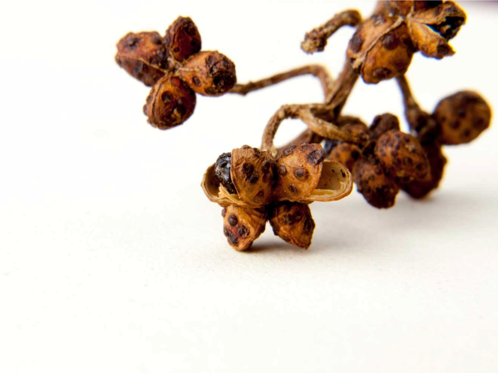 BATAK PEPPER ANDALIMAN, Indonesia REMPAH-REMPAH, whole, Raw Food, Intense Taste